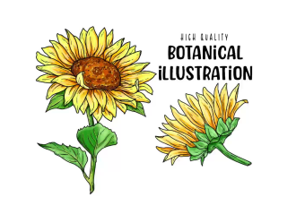 draw beautiful digital botanical illustrations of flowers, fruits, and plants