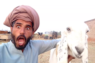 make crazy african happy birthday video or happy valentine day
