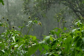 shoot an original rain video for relaxation or youtube