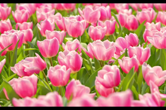 make meditation peaceful relaxing music video for youtube