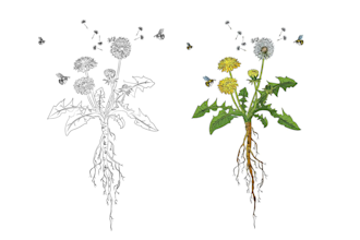 hand drawn botanical flower plants scientific illustration
