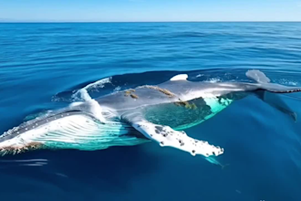 create heartwarming rescue animal videos for youtube
