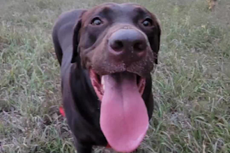 create pet dog ugc videos with my chocolate lab boba
