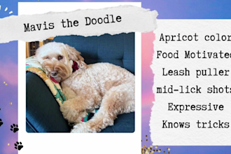 create authentic dog ugc videos with my australian labradoodle