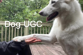 create dog ugc videos for your pet product or brand