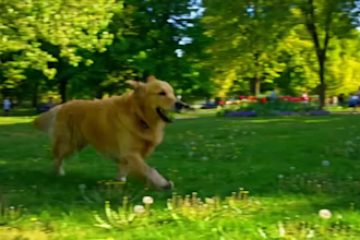 pet cat ugc dog ugc content ai dog products female ugc video tiktok ads creator