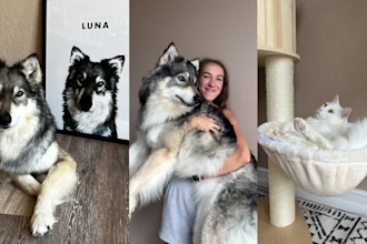 create ugc content with large dog, puppy, cats for your pet brand tiktok amazon
