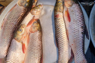 create viral fish cutting videos