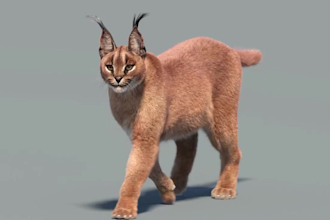 do cgi animal creatures, 3d animal animation, animal model, 3d animal rigging