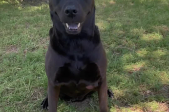 create dog ugc video ads for tiktok, instagram or facebook