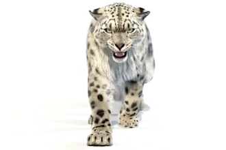 do any 3d animal model, character animation creature xgen hair 3d dragon vfx fur