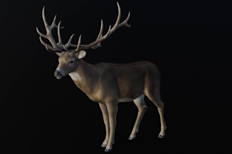 animate your custom 3d creature