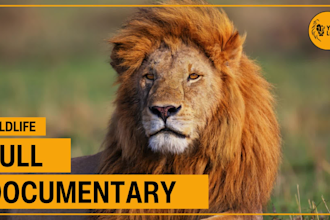 create and edit animal documentry video