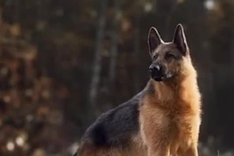 render 3d realistic animal animation 3d animal model 3d creature, fur , cgi vfx