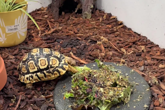 create exotic pet ugc for tiktok and ads
