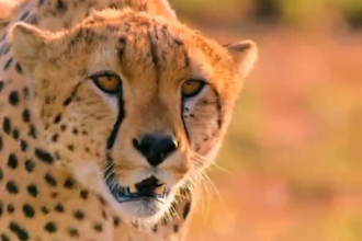 create a monetizable wild animal documentary videos for youtube