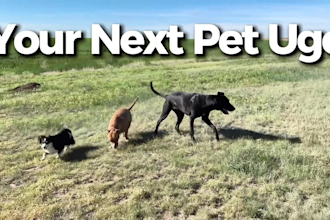 scroll stopping dog and or cat ugc videos for brand and products