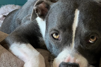 create viral ugc pet videos for instagram and tiktok