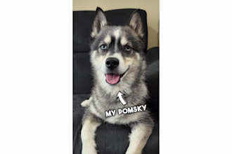 create dog ugc videos for pet brands and products