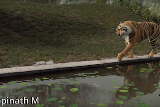 do realistic 3d animal animation, cgi animal model with rig ,vfx ,xgen hair fur
