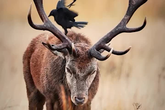integrate realistic 3d animal model, 3d rigging, xgen fur, 3d animal animation