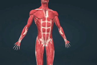 create high quality 3d medical animation surgical video and anatomy explainer