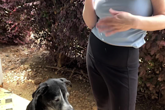 create dog ugc videos or photos for your product