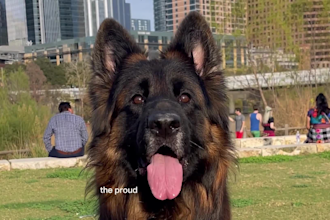 create ugc with my dog for your pet brand