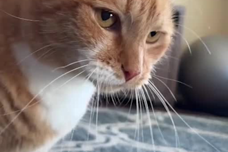 authentic ugc videos for your pet brand