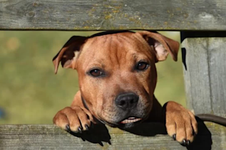 make your pet sing you happy birthday song in video