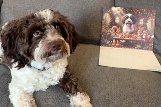 create authentic small dog ugc video ads