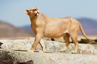 do 3d animal animation, animal animation, animal design, 3d creature design, vfx