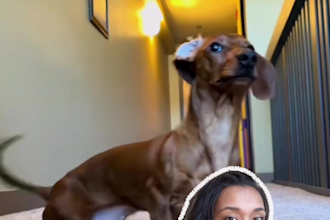 create a pet lifestyle focused ugc video