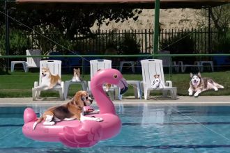 制作这个有趣的视频广告，狗狗在游泳池里放松
