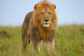 create animal channel and upload 30 videos for youtube
