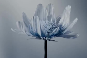 create 3d flower animation 3d flower model flower animation 3d plant animation