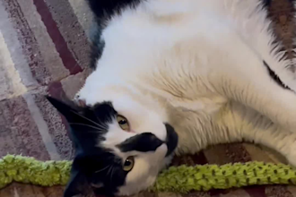 create pet ugc content and videos