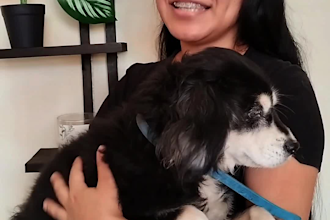 create spanish dog ugc videos for pet brands and products