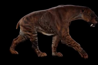 do 3d realistic animal model 3d rigging animal animation vfx cgi xgen hair fur
