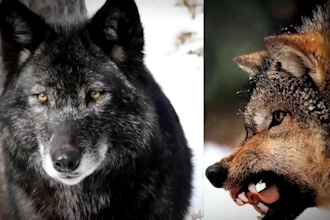 do realistic 3d animal animation, cgi animal model, 3d rig, texture, fur, vfx