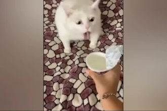 create funny cat and dog animal pet videos in 24 hours