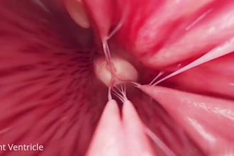 create 3d medical animation, 3d explainer bodies video animation, 3d animation