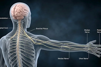 create realistic 3d medical animation for healthcare and anatomy videos
