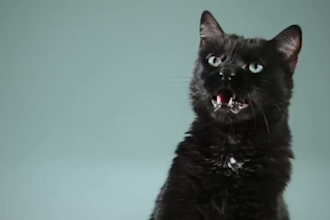 do cgi animal animation, 3d creature design, 3d animal model, fur, vfx animal