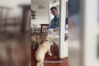 create ugc videos featuring my own dogs, cats, rabbits and horse for pet brand
