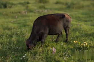 render cgi animal animation, 3d animal model, 3d design, 3d animal rigging, fur