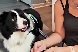 create dog product photos and ugc video ads for pet brands
