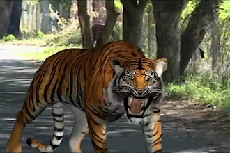 do realistic 3d animal animation, cgi animal model, 3d rig, vfx lion for film