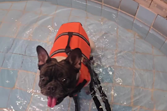 provide dog training and behavior consults