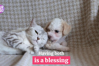 make funny dog video ads for real estate